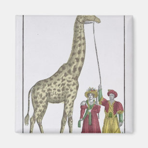 Die Giraffe dargestellt dem König Magnet