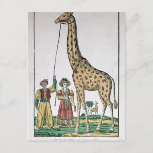 Die Giraffe, die König von Pasha Postkarte