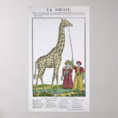 Die Giraffe für den König Poster (Vorne)