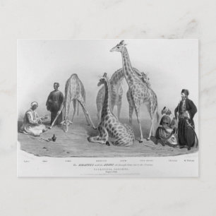 Die Giraffen mit den Arabern Postkarte