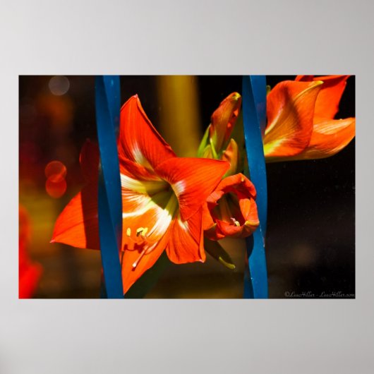 Die Gitterlilie-Blumenfotografie Poster (Vorne)