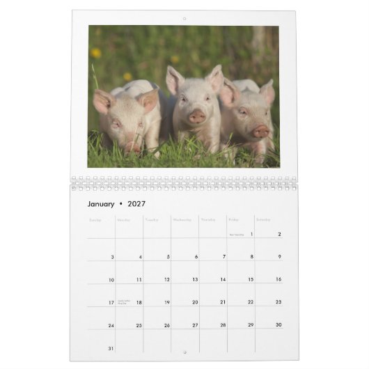Die glücklichen Ferkel 2015 - niedlicher Kalender (Jan 2027)