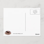 Die Godolphin Arabian Postkarte (Rückseite)