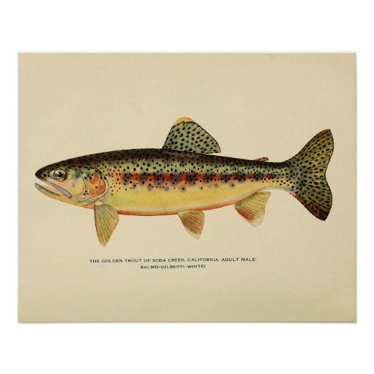 Die goldene Forelle von Soda Creek, Kalifornien Poster (Vorderseite)