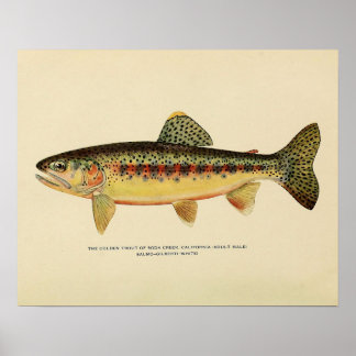 Die goldene Forelle von Soda Creek, Kalifornien Poster
