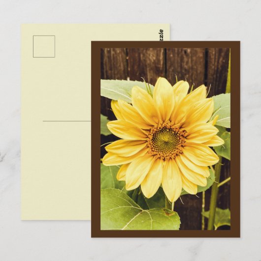 Die Goldene Sonnenblume Postkarte (Vorne/Hinten)