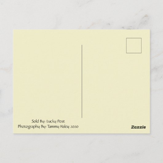 Die Goldene Sonnenblume Postkarte (Rückseite)