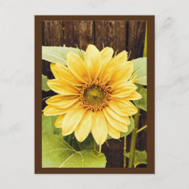 Die Goldene Sonnenblume Postkarte