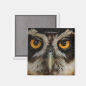 Die goldenen Augen eines spektakulären Eule Magnet (Vorderseite/Rückseite)