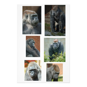 Die Gorilla-Truppe Fotodruck