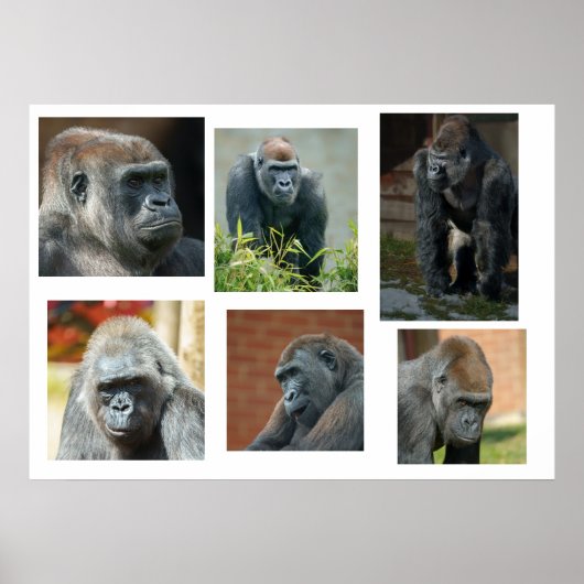 Die Gorilla-Truppe Poster (Vorne)