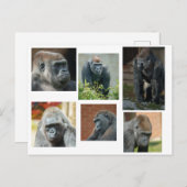 Die Gorilla-Truppe Postkarte (Vorne/Hinten)