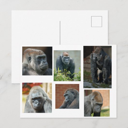 Die Gorilla-Truppe Postkarte (Vorne/Hinten)