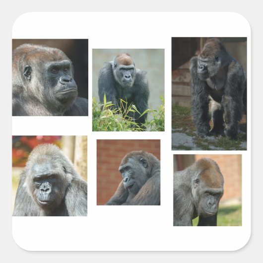 Die Gorilla-Truppe Quadratischer Aufkleber (Vorderseite)