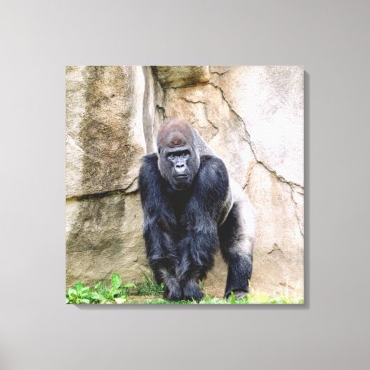 Die Gorillas gerettet Leinwanddruck (Vorderseite)
