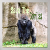 Die Gorillas gerettet Poster (Vorne)