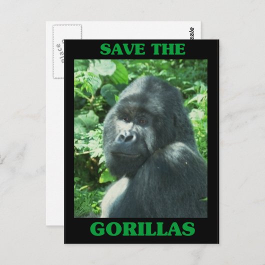 Die Gorillas gerettet Postkarte (Vorne/Hinten)
