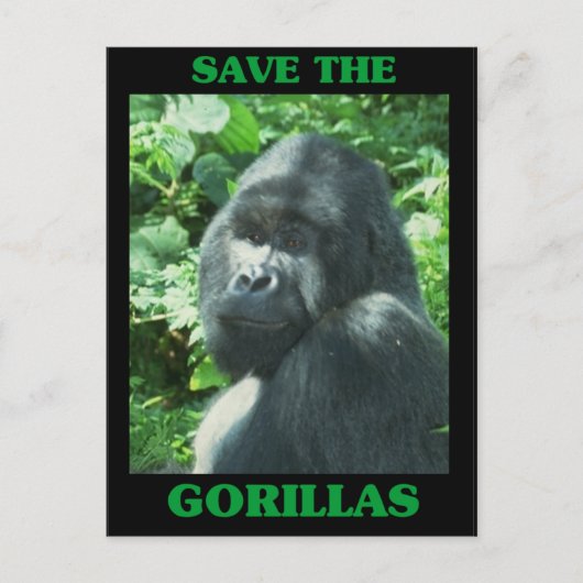 Die Gorillas gerettet Postkarte (Vorderseite)