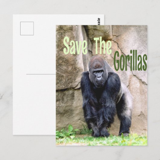 Die Gorillas gerettet Postkarte (Vorne/Hinten)