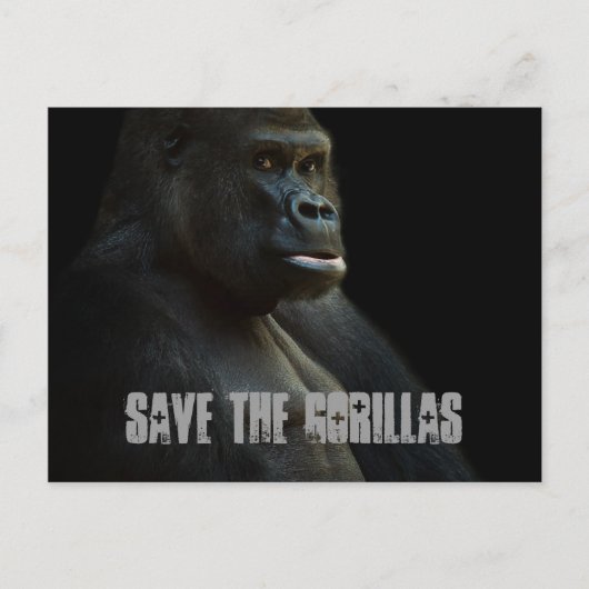 Die Gorillas gerettet Postkarte (Vorderseite)