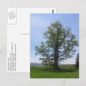 die große Eiche Postkarte (Vorne/Hinten)