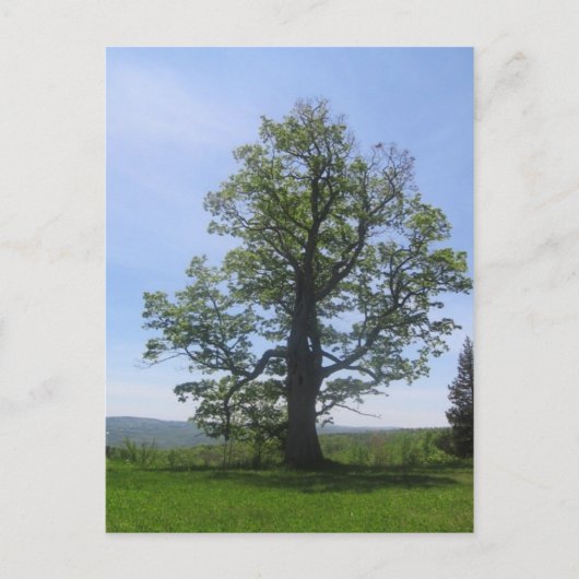 die große Eiche Postkarte (Vorderseite)