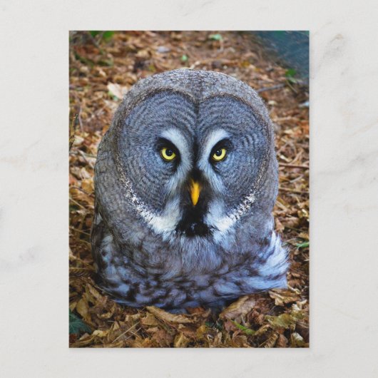 Die große graue Eule Strix Nebulosa Lapplandschale Postkarte (Vorderseite)