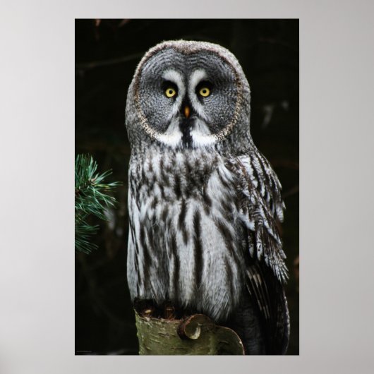 Die große graue Owl Wapcna Poster (Vorne)