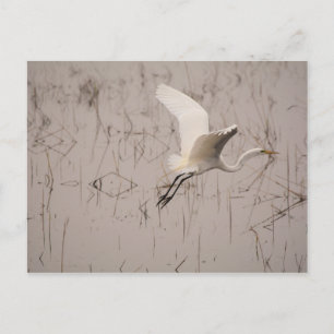 Die große Silberreiher-Postkarte Postkarte