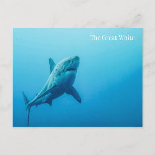 Die große weiße Postkarte