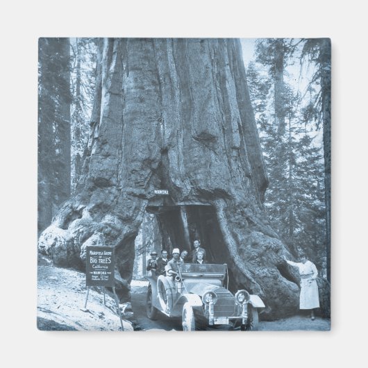 Die großen Bäume der Mariposa-Grove Magnet (Vorne)