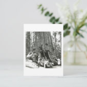 Die großen Bäume der Mariposa-Grove Postkarte (Stehend Vorderseite)