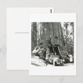 Die großen Bäume der Mariposa-Grove Postkarte (Vorne/Hinten)