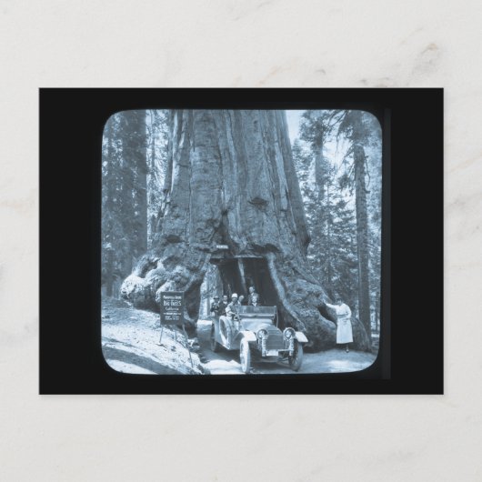 Die großen Bäume der Mariposa-Grove Postkarte (Vorderseite)