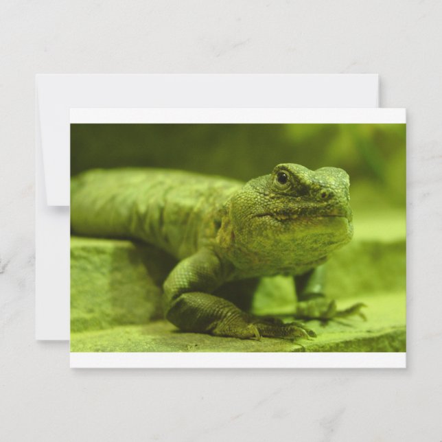 Die grüne Eidechse (Vorderseite)