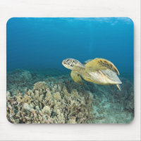 Die grüne Meeresschildkröte (Chelonia mydas) ist d