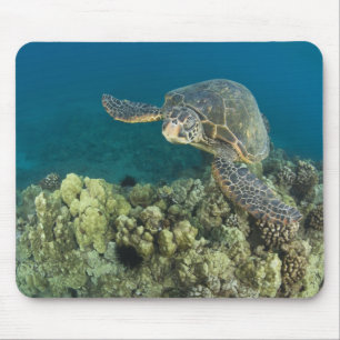 Die Grüne Meeresschildkröte, (Chelonia mydas), ist Mousepad