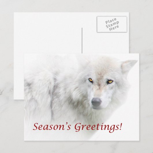 Die Grüße der Saison - White Wolf Postkarte (Vorne/Hinten)