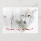 Die Grüße der Saison - White Wolf Postkarte (Vorderseite)