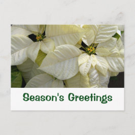 Die Grüße der weißen Poinsettia-Saison Postkarte