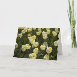 Die Grußkarte "White Tulips in Boston Gardens" Karte