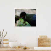 DIE GUINEA TURACO POSTER (Küche)