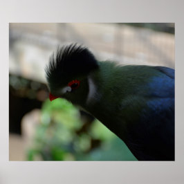 DIE GUINEA TURACO POSTER