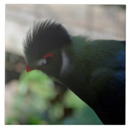 DIE GUINEA TURACO TIKART FLIESE