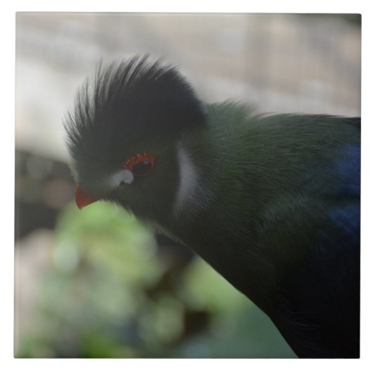 DIE GUINEA TURACO TIKART FLIESE (Vorderseite)