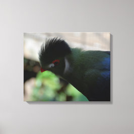DIE GUINEA TURACO WRAPPING CANVAS DRUCKEN LEINWANDDRUCK