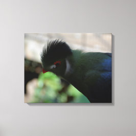 DIE GUINEA TURACO WRAPPING CANVAS DRUCKEN LEINWANDDRUCK