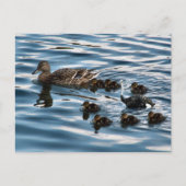 Die hässliche Postkarte für das Entenlein (Vorderseite)