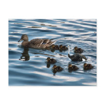 Die hässliche Postkarte für das Entenlein