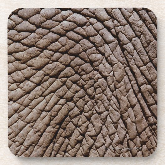 Die Haut des afrikanischen Elefanten (Loxodonta Untersetzer (Vorderseite)